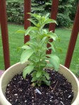 Stevia Plant